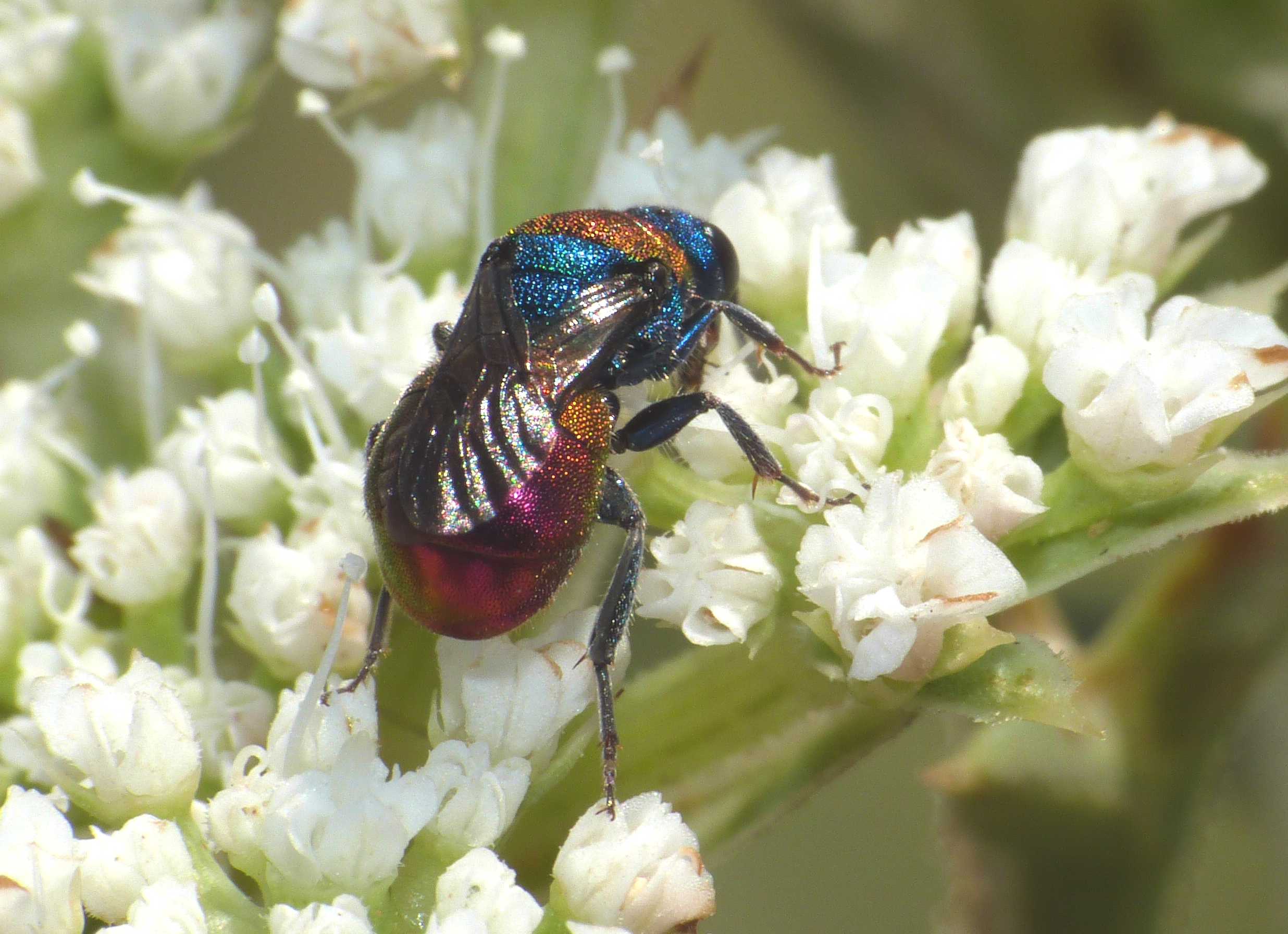 Chrysididae